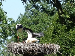 vleugels oefenen